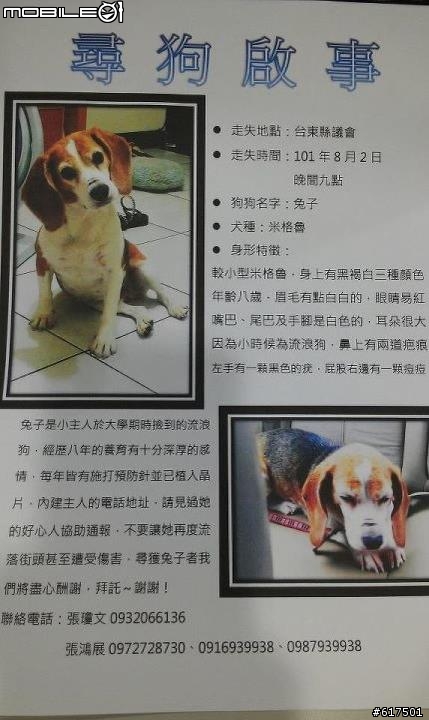 (協尋)米格魯 台東縣議會走丟
