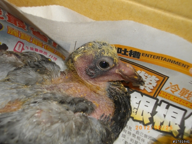 幼鴿21天，頭頸毛少 發育慢