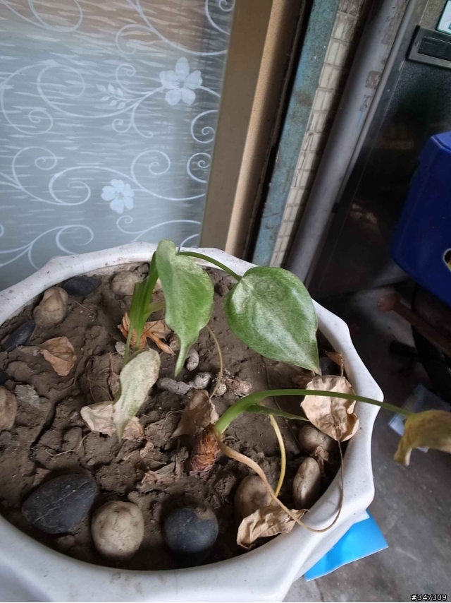 請問這盆花如何才能種的好? 謝謝
