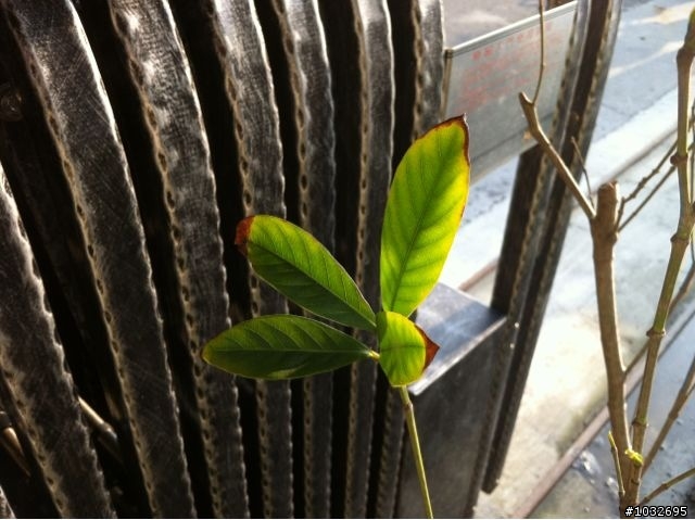 一直落葉，還有救嗎？