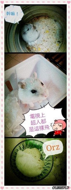 家裡的兩隻小搗蛋