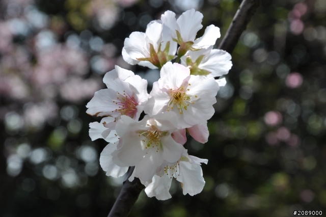 攝影讓人感覺很幸福