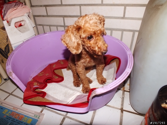 誰家的紅貴賓(母)-在桃園市藝文特區走失~