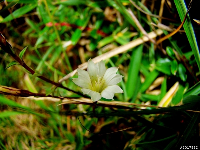 2012-8-12-13塔塔加麟趾山古道逍遙遊