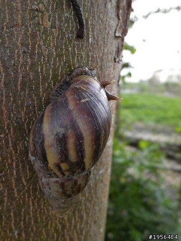 Benq G1實拍體驗-翻轉、特效、輕薄