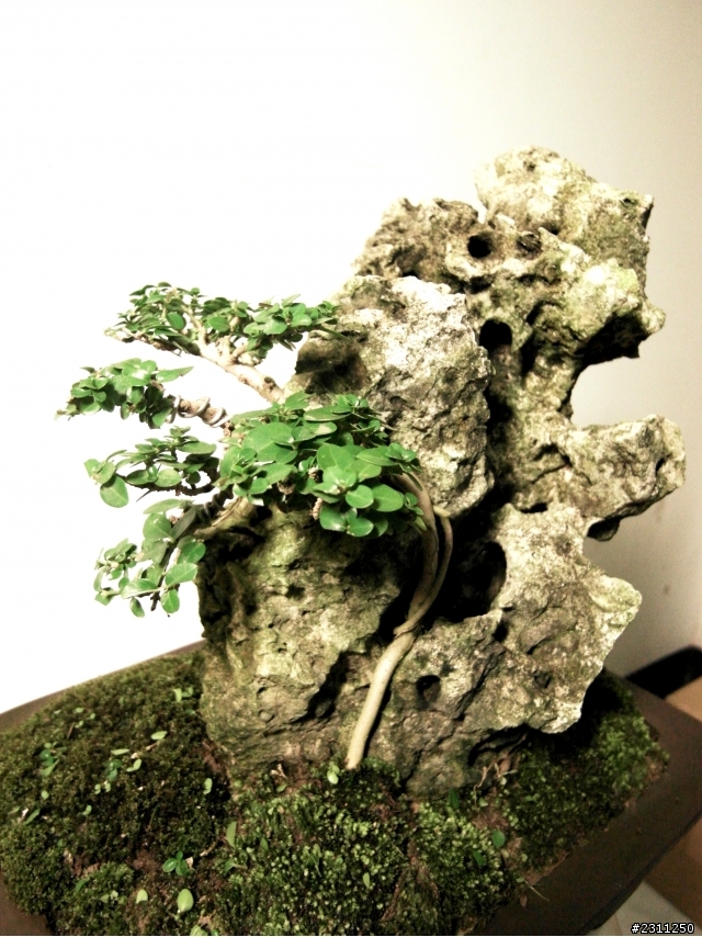 樹石盆栽處女做