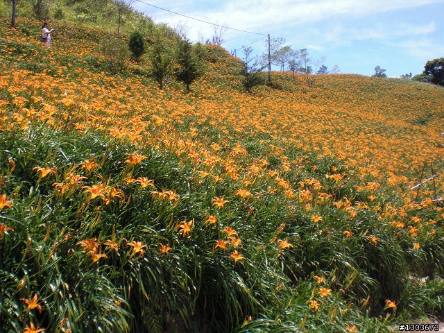 金針山與熱汽球