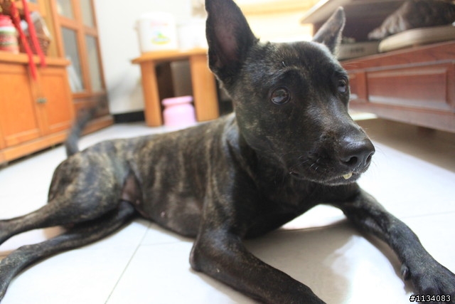台南好心人 請大家協助協尋虎斑犬-妞妞