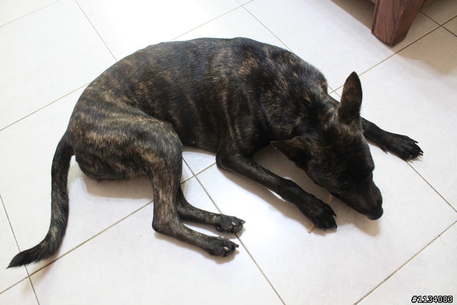 台南好心人 請大家協助協尋虎斑犬-妞妞