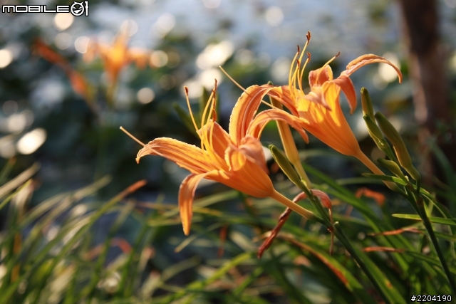 CANON EOS 5D II 拍攝 (通霄石蓮園)