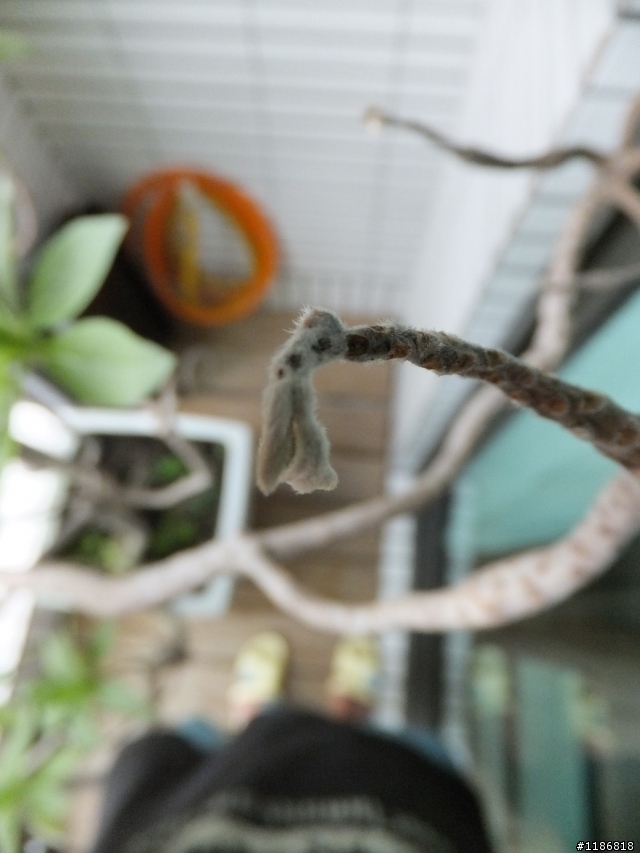 白水木這樣是生病了嗎?