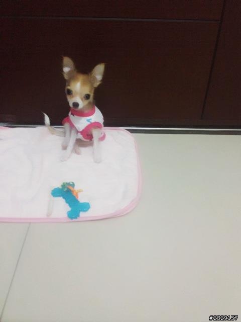 愛犬成痴分享XD自製狗狗健康生食餐~~