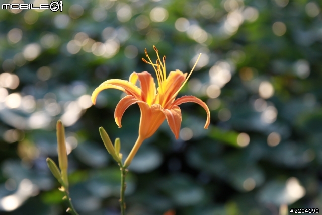 CANON EOS 5D II 拍攝 (通霄石蓮園)