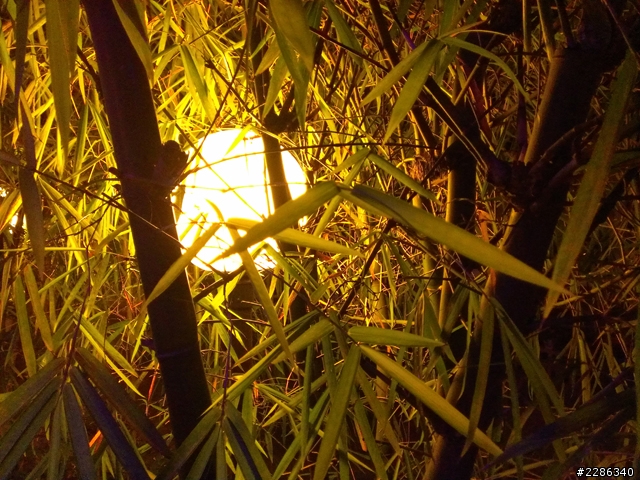 草地意外發現!(hTC J)....新增夜拍