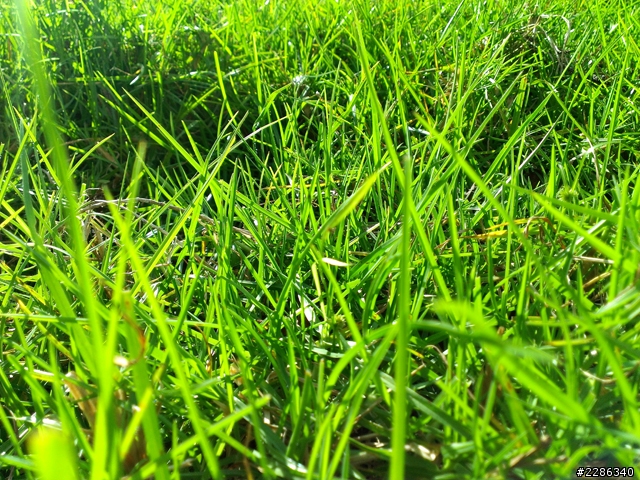 草地意外發現!(hTC J)....新增夜拍