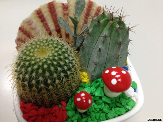 多肉植物請教