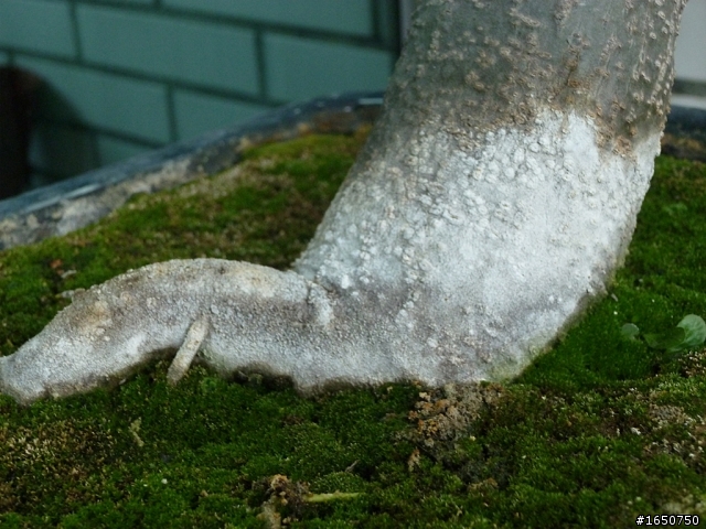 請問這是病蟲害嗎?