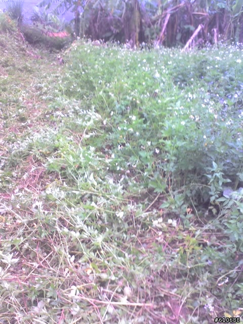 芭蕉