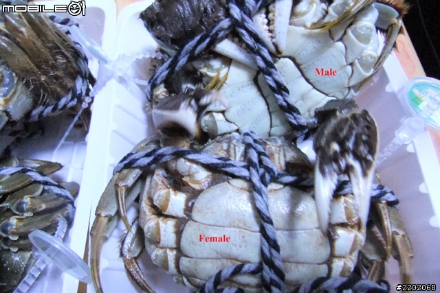 開箱: 今年度的大閘蟹