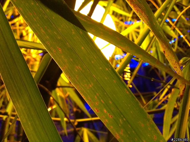 草地意外發現!(hTC J)....新增夜拍