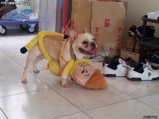 可愛的法鬥~~