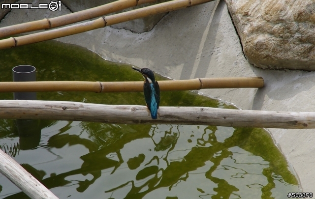 請問這是什麼鳥?會捕魚嗎?