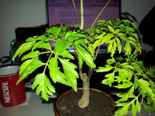 很特殊的植物～有人可以告知名稱嗎