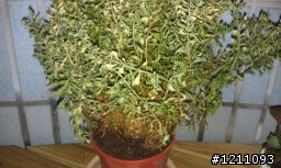 雪茄花怎麼了?