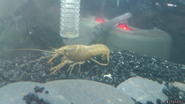 請問這是何許蝦？(淡水)