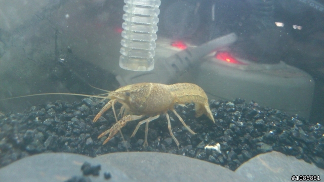 請問這是何許蝦？(淡水)