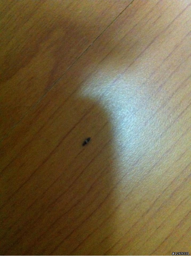 請問各位大大  這是什麼蟲? (有無害處)