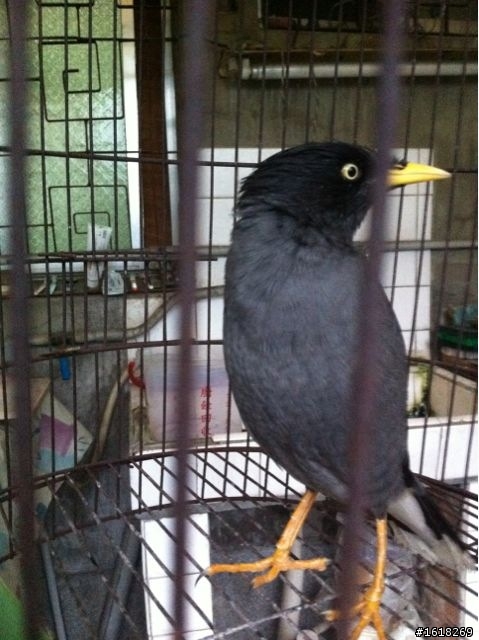 請問這是什麼鳥？