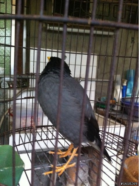 請問這是什麼鳥？