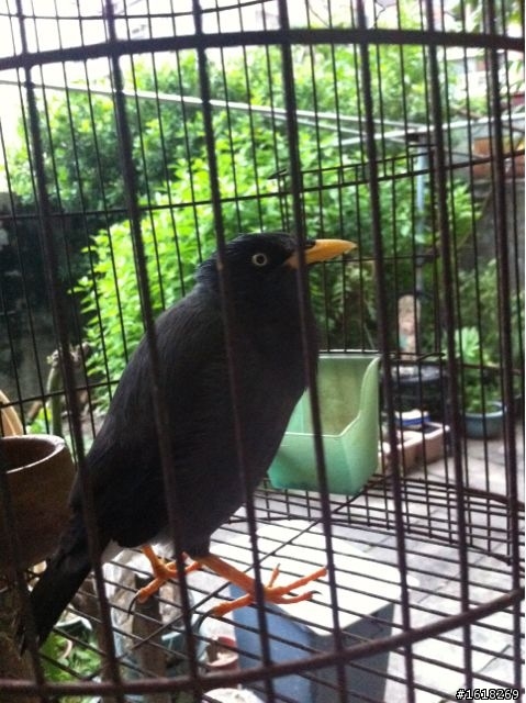 請問這是什麼鳥？