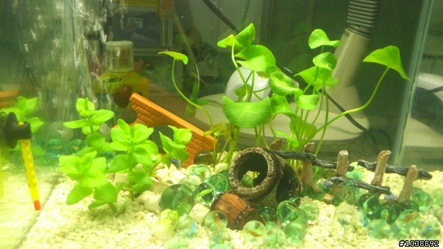 新手分享1吋半的魚缸