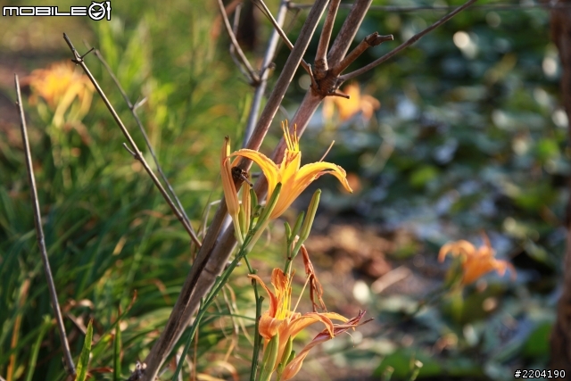CANON EOS 5D II 拍攝 (通霄石蓮園)