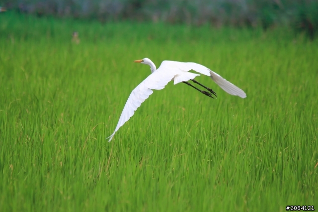 大家一起來打鳥囉！