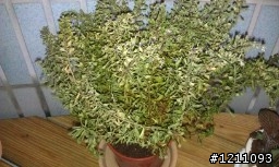 雪茄花怎麼了?