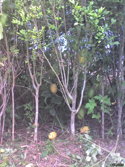 香水檸檬