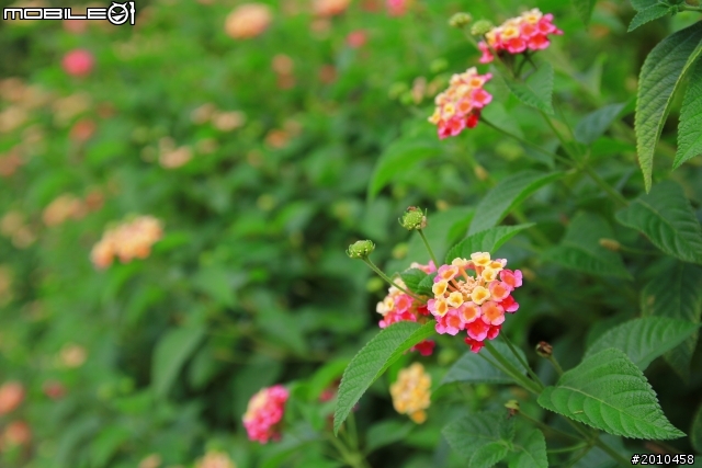 請問這是什麼花???