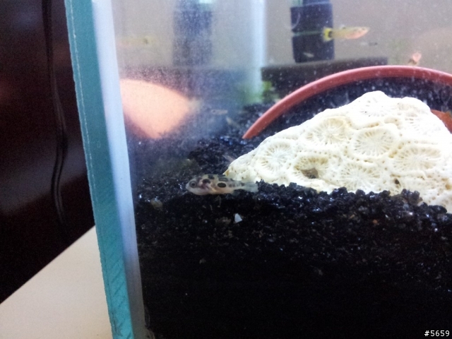 淡水河豚~1.5尺巧娃缸分享