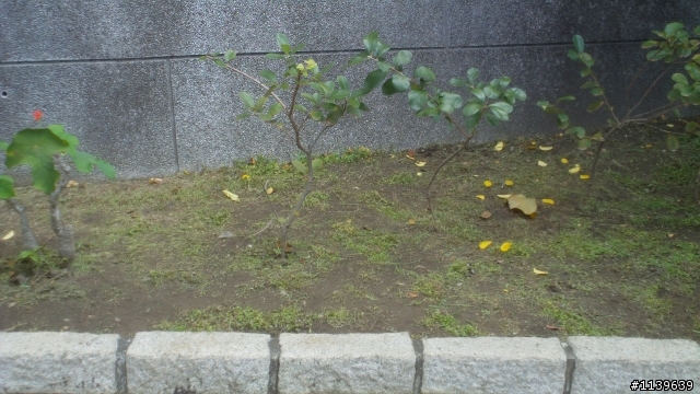 RYOBI割草機開箱