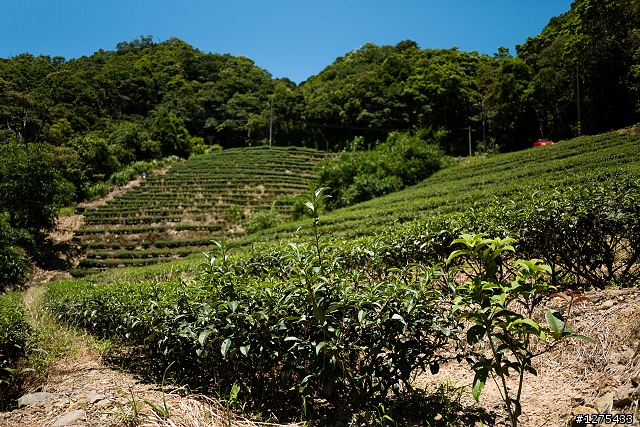[遊記]單車的夏日饗宴──塗潭、千島湖、八卦茶園(2012.08.19)