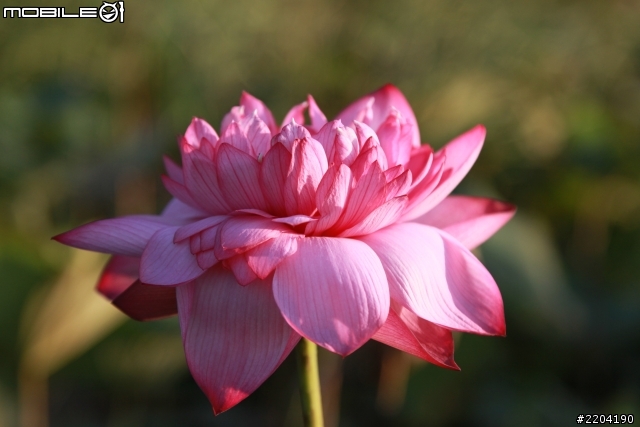 CANON EOS 5D II 拍攝 (通霄石蓮園)