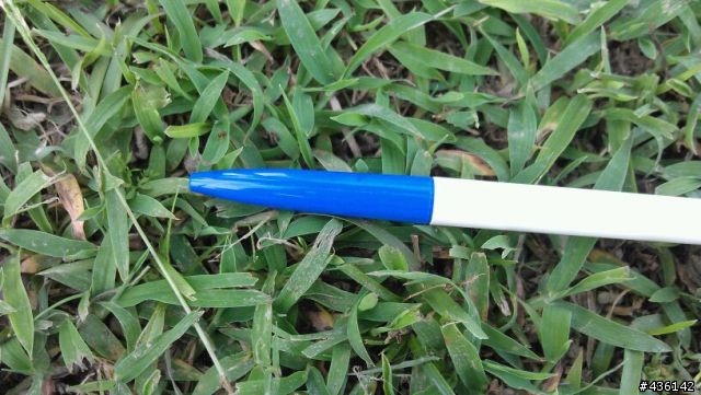 請教板上先進 , 附圖中的草是什麼品種