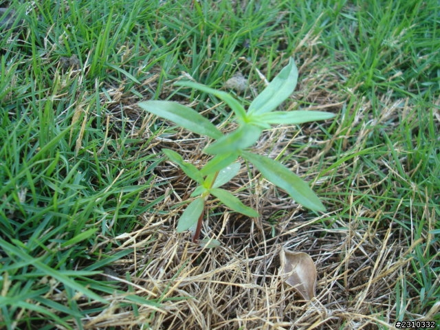 雜草的種類?