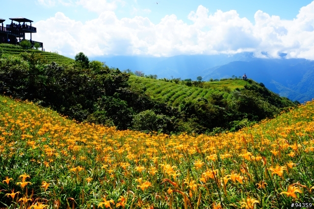 速報~0908 六十石山金針花況~