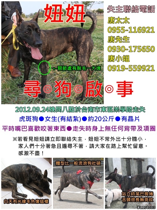台南好心人 請大家協助協尋虎斑犬-妞妞