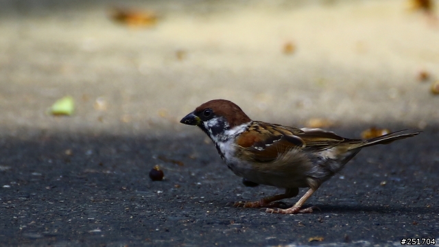 [開箱] TAMRON 70-300mm VC (A005) 09/23 更新照片