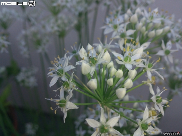 [相機室內外試拍] XPERIA TX開箱、Niconico貓耳塞拆封文、Ferrari 交接功成身退..感謝你!